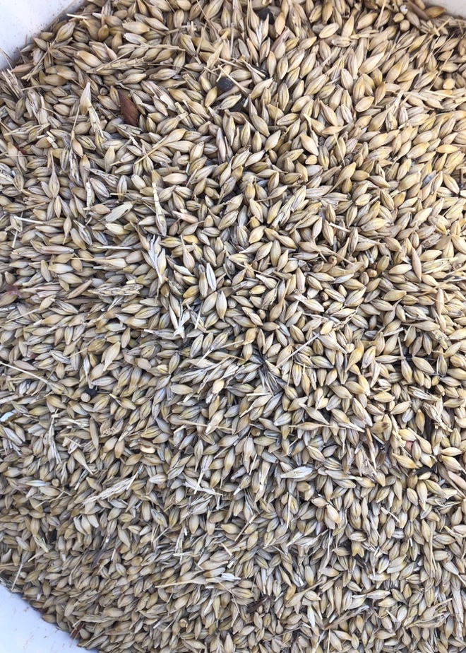 Barley Price Reduced Quick Sale Grain & Seed Barley For